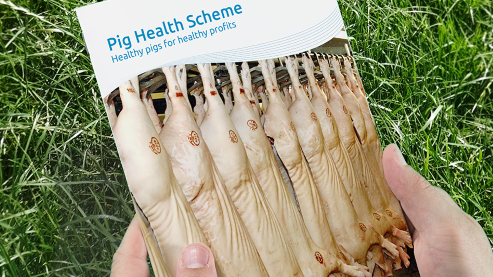 Image of Pig Health Scheme manual 
